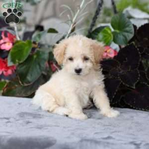 Casey, Bich-Poo Puppy